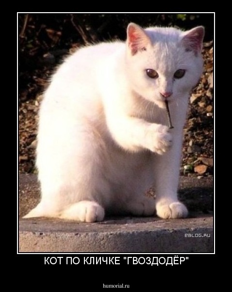 КОТ ПО КЛИЧКЕ "ГВОЗДОДЁР"