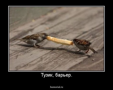 Тузик, барьер.