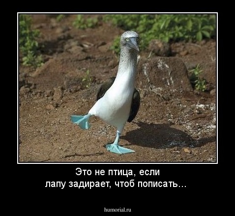 Это не птица, если лапу задирает, чтоб пописать...