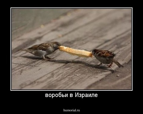 воробьи в Израиле