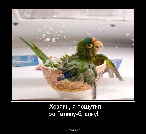 - Хозяин, я пошутил про Галину-бланку!