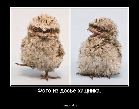 Фото из досье хищника.