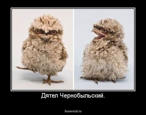 Дятел Чернобыльский.