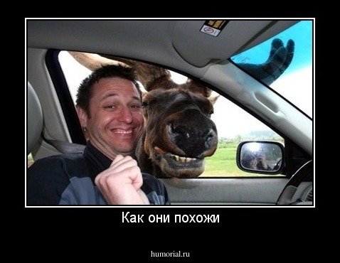 Как они похожи