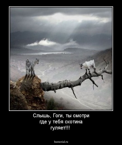 Слышь, Гоги, ты смотри где у тебя скотина гуляет!!!