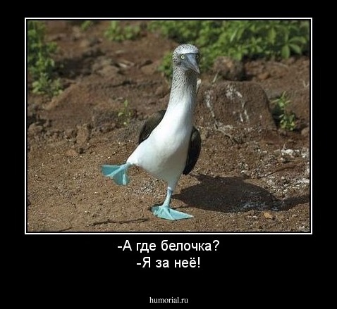 -А где белочка?
-Я за неё!