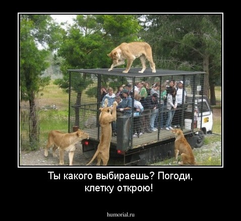 Ты какого выбираешь? Погоди, клетку открою!