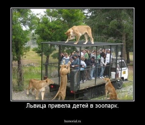 Львица привела детей в зоопарк.