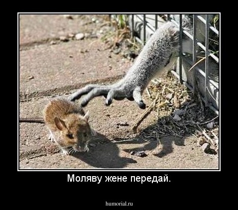 Моляву жене передай.