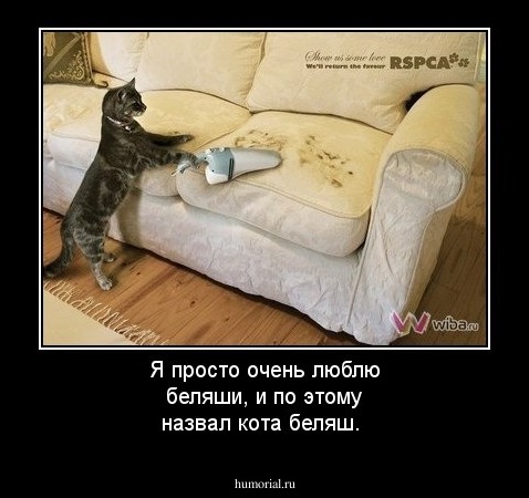 Я просто очень люблю беляши, и по этому назвал кота беляш.