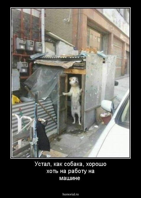 Устал, как собака, хорошо хоть на работу на машине