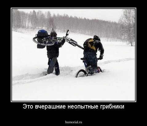 Это вчерашние неопытные грибники
