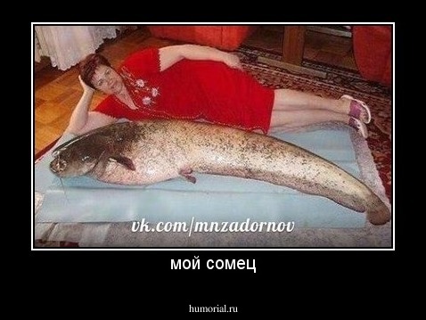 мой сомец
