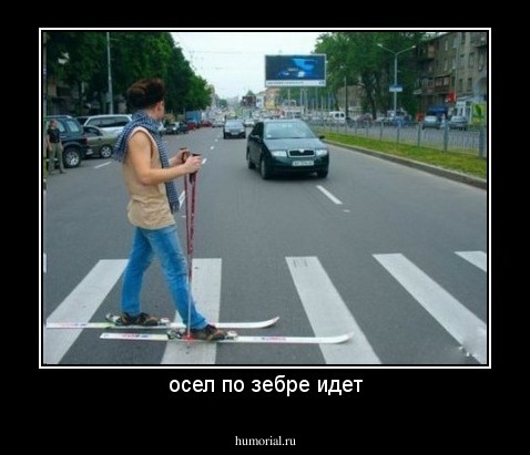 осел по зебре идет