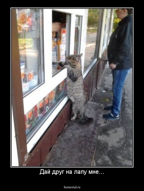 Дай друг на лапу мне...
