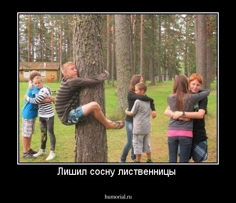 Лишил сосну лиственницы 