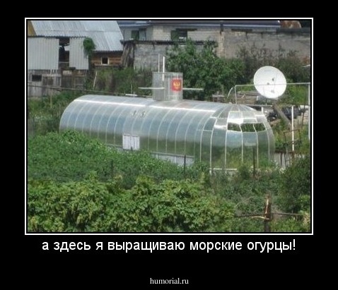 а здесь я выращиваю морские огурцы!