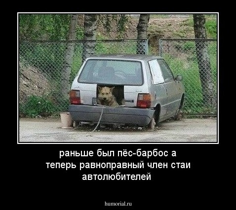раньше был пёс-барбос а теперь равноправный член стаи автолюбителей
