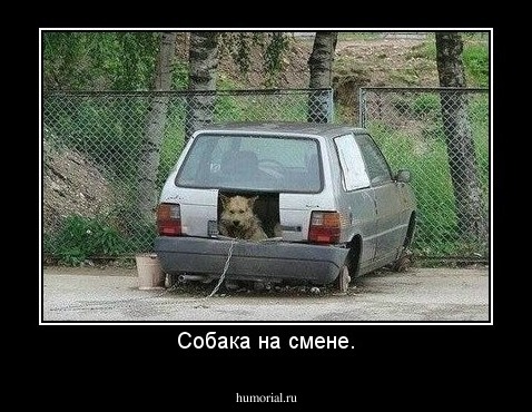 Собака на смене.