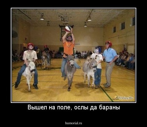 Вышел на поле, ослы да бараны