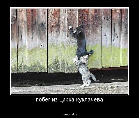 побег из цирка куклачева