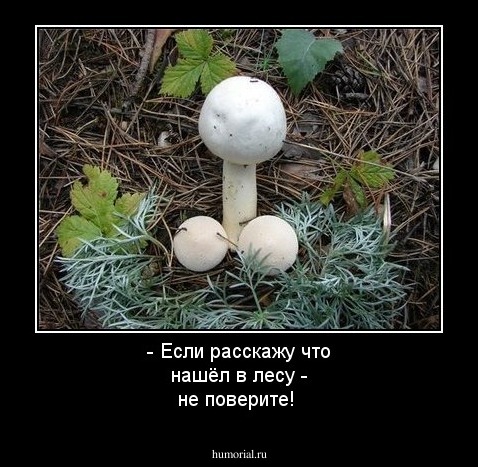 - Если расскажу что нашёл в лесу - не поверите!