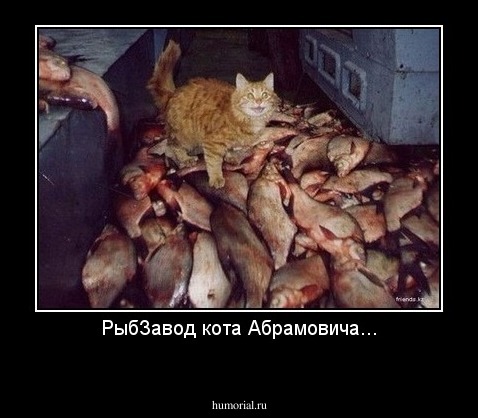 РыбЗавод кота Абрамовича...
