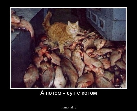 А потом - суп с котом