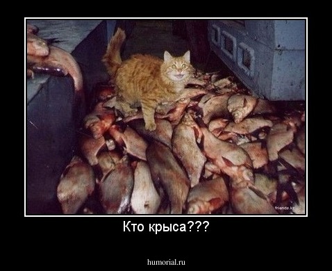 Кто крыса???