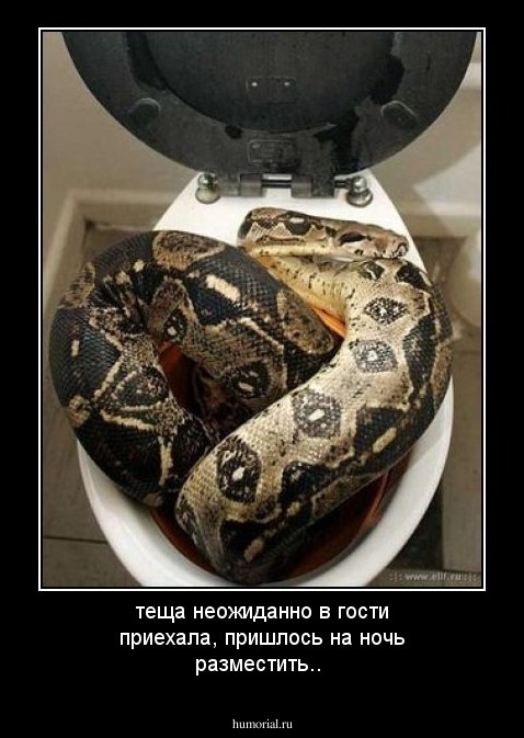 теща неожиданно в гости приехала, пришлось на ночь разместить..