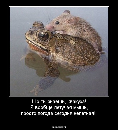 Шо ты знаешь, квакуха! Я вообще летучая мышь, просто погода сегодня нелетная!