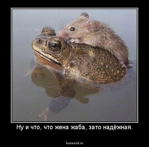 Ну и что, что жена жаба, зато надёжная.