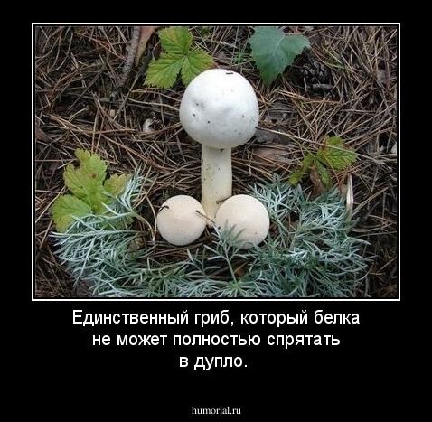 Единственный гриб, который белка не может полностью спрятать в дупло.