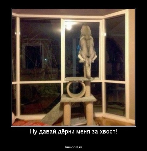 Ну давай,дёрни меня за хвост!
