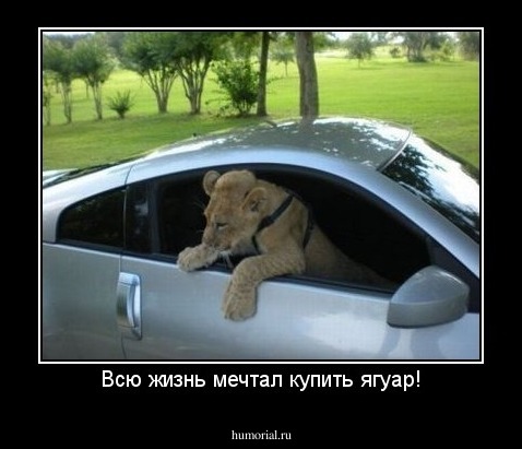 Всю жизнь мечтал купить ягуар!