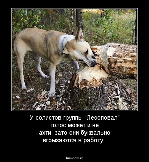 У солистов группы "Лесоповал" голос может и не ахти, зато они буквально вгрызаются в работу.