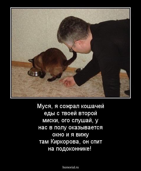 Муся, я сожрал кошачей еды с твоей второй миски, ого слушай, у нас в полу оказывается окно и я вижу там Киркорова, он спит на подоконнике!