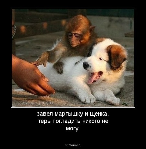 завел мартышку и щенка, терь погладить никого не могу