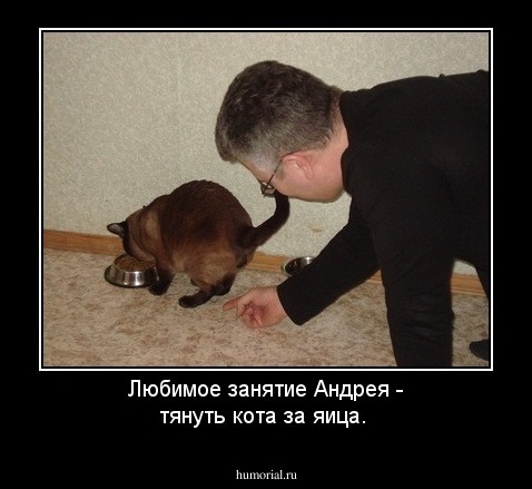 Любимое занятие Андрея - тянуть кота за яица.