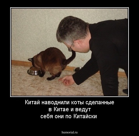 Китай наводнили коты сделанные в Китае и ведут себя они по Китайски