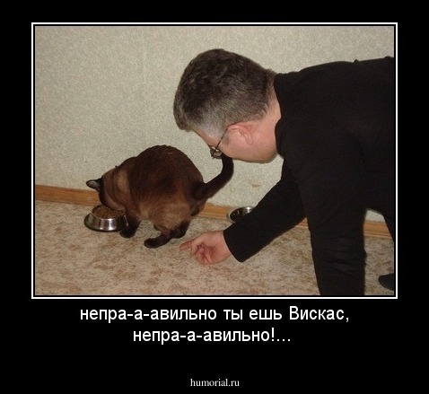 непра-а-авильно ты ешь Вискас, непра-а-авильно!...