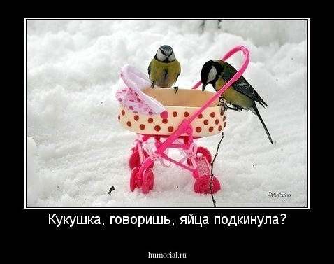 Кукушка, говоришь, яйца подкинула?