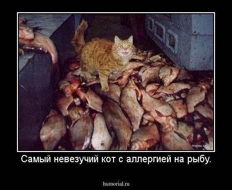 Самый невезучий кот с аллергией на рыбу.