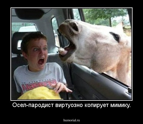 Осел-пародист виртуозно копирует мимику.
