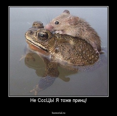 Не СссЦЫ Я тоже принц!