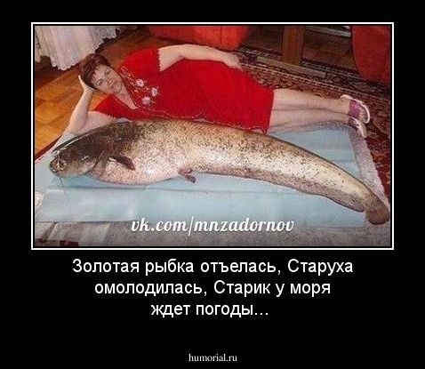 Золотая рыбка отъелась, Старуха омолодилась, Старик у моря ждет погоды...