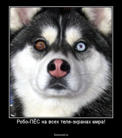 Робо-ПЁС на всех теле-экранах мира!