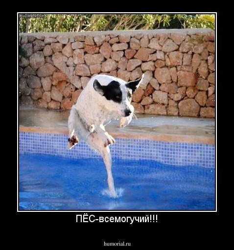 ПЁС-всемогучий!!!