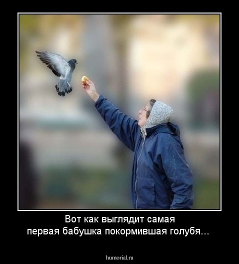 Вот как выглядит самая первая бабушка покормившая голубя...