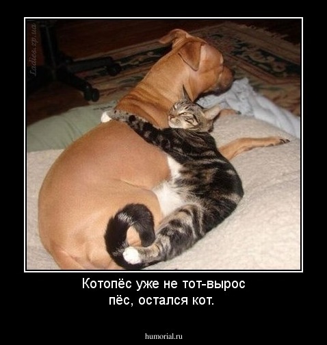 Котопёс уже не тот-вырос пёс, остался кот.